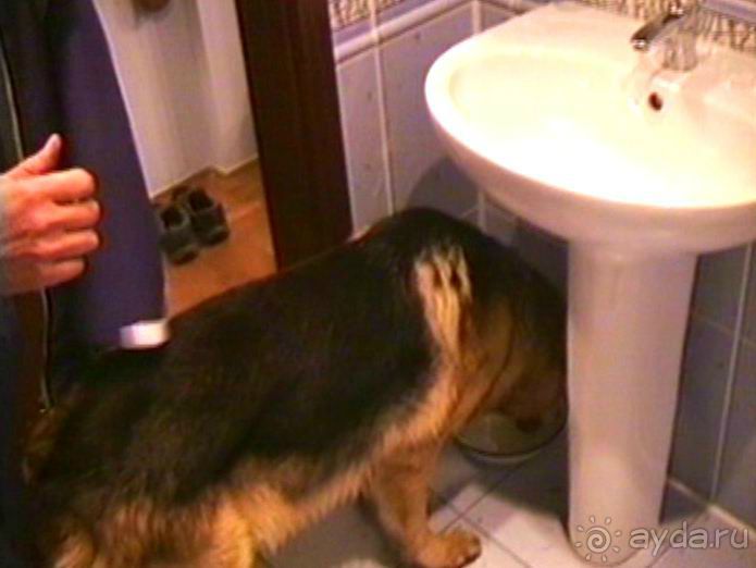 Пятая поездка в Германию, Францию и Бельгию на автомобиле с немецкой овчаркой. Часть 1. В погоне за 