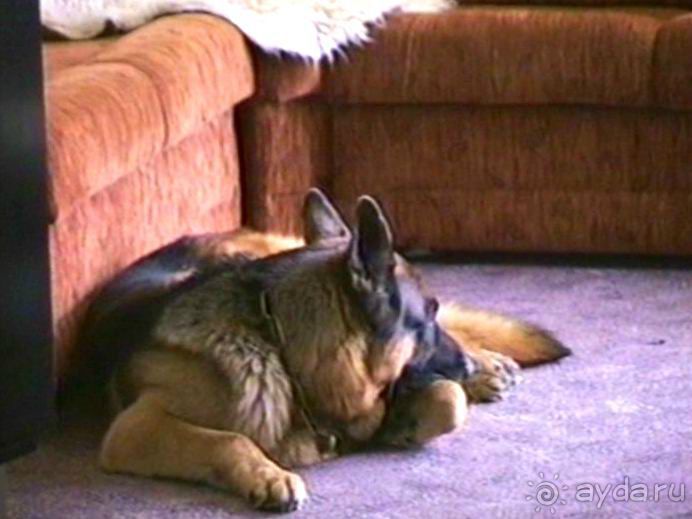 Пятая поездка в Германию, Францию и Бельгию на автомобиле с немецкой овчаркой. Часть 1. В погоне за 