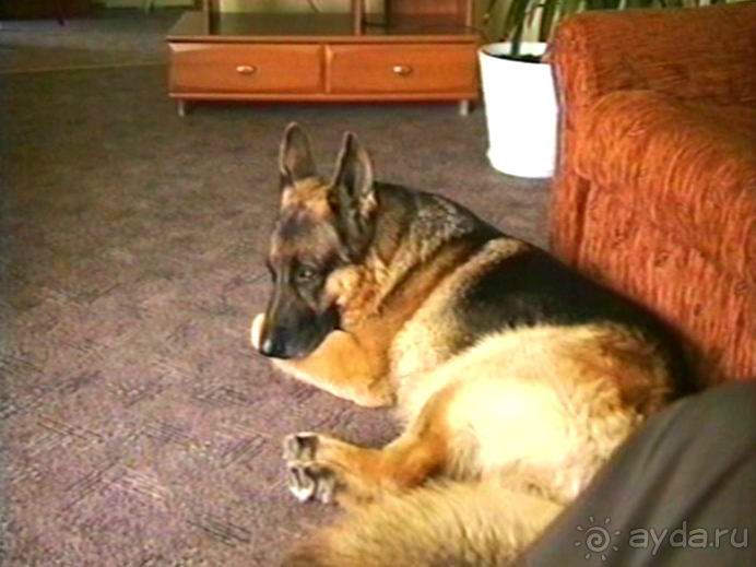 Пятая поездка в Германию, Францию и Бельгию на автомобиле с немецкой овчаркой. Часть 1. В погоне за 