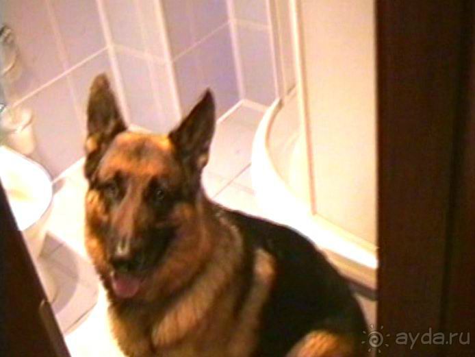 Пятая поездка в Германию, Францию и Бельгию на автомобиле с немецкой овчаркой. Часть 1. В погоне за 