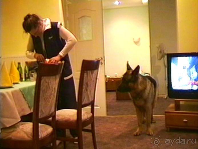 Пятая поездка в Германию, Францию и Бельгию на автомобиле с немецкой овчаркой. Часть 1. В погоне за 