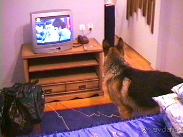 Пятая поездка в Германию, Францию и Бельгию на автомобиле с немецкой овчаркой. Часть 1. В погоне за 