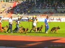 Поездка в Германию на автомобиле с немецкой овчаркой. Часть 8. Окончание Зигера