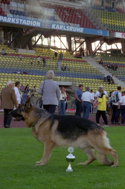 Поездка в Германию на автомобиле с немецкой овчаркой. Часть 8. Окончание Зигера