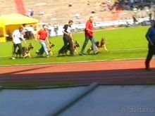 Поездка в Германию на автомобиле с немецкой овчаркой. Часть 8. Окончание Зигера