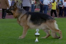 Поездка в Германию на автомобиле с немецкой овчаркой. Часть 8. Окончание Зигера