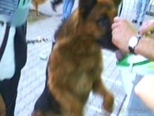 Поездка в Германию на автомобиле с немецкой овчаркой. Часть 8. Окончание Зигера