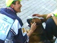 Поездка в Германию на автомобиле с немецкой овчаркой. Часть 8. Окончание Зигера