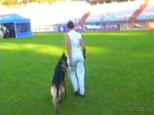 Поездка в Германию на автомобиле с немецкой овчаркой. Часть 8. Окончание Зигера