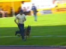 Поездка в Германию на автомобиле с немецкой овчаркой. Часть 8. Окончание Зигера