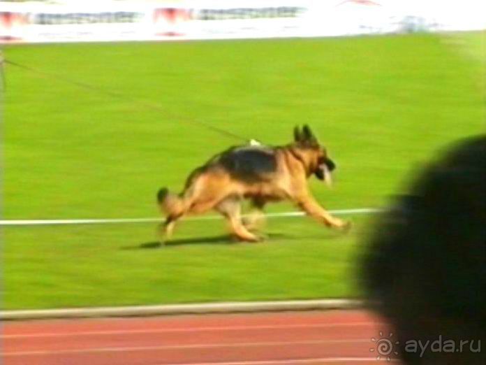 Поездка в Германию на автомобиле с немецкой овчаркой. Часть 8. Окончание Зигера