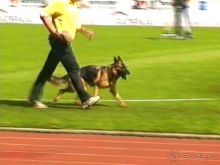 Поездка в Германию на автомобиле с немецкой овчаркой. Часть 8. Окончание Зигера