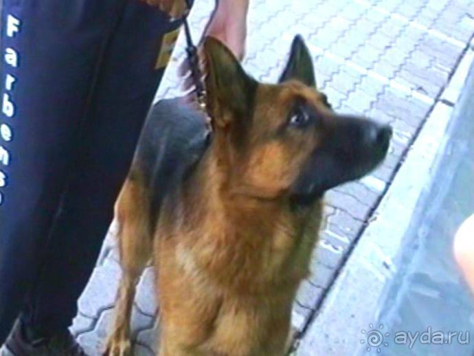 Поездка в Германию на автомобиле с немецкой овчаркой. Часть 8. Окончание Зигера