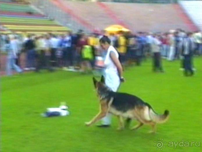 Поездка в Германию на автомобиле с немецкой овчаркой. Часть 8. Окончание Зигера