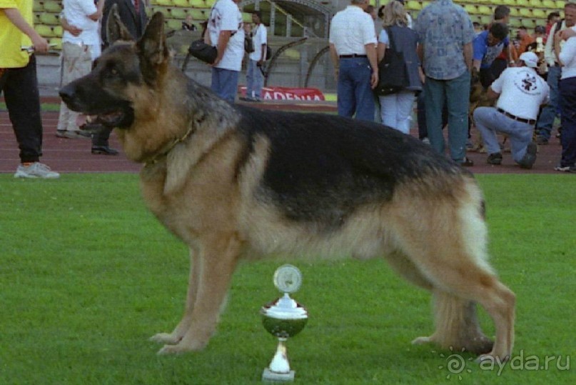 Поездка в Германию на автомобиле с немецкой овчаркой. Часть 8. Окончание Зигера