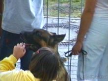 Поездка в Германию на автомобиле с немецкой овчаркой. Часть 8. Окончание Зигера