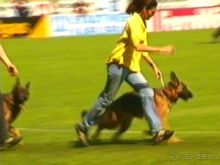 Поездка в Германию на автомобиле с немецкой овчаркой. Часть 8. Окончание Зигера