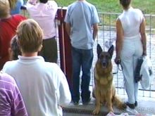 Поездка в Германию на автомобиле с немецкой овчаркой. Часть 8. Окончание Зигера