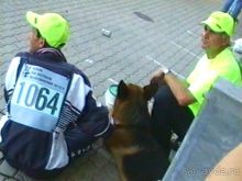 Поездка в Германию на автомобиле с немецкой овчаркой. Часть 8. Окончание Зигера