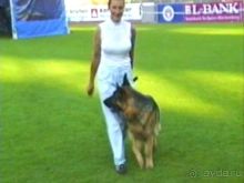 Поездка в Германию на автомобиле с немецкой овчаркой. Часть 8. Окончание Зигера