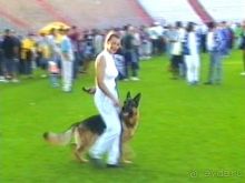 Поездка в Германию на автомобиле с немецкой овчаркой. Часть 8. Окончание Зигера