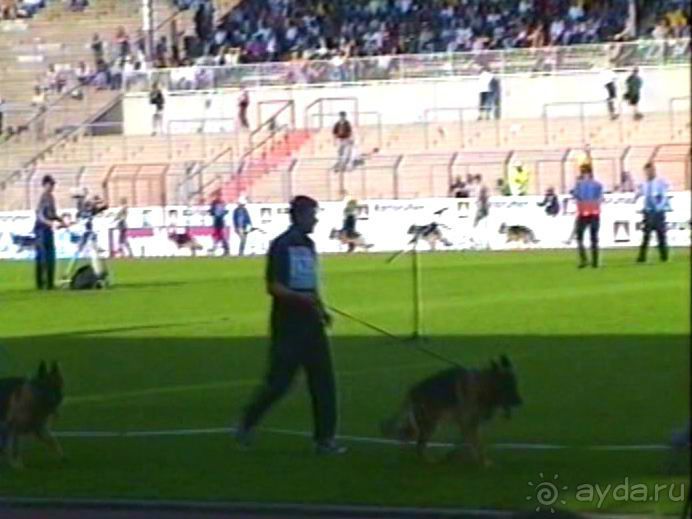 Поездка в Германию на автомобиле с немецкой овчаркой. Часть 8. Окончание Зигера