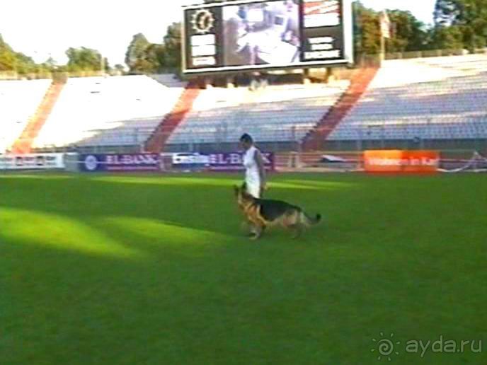 Поездка в Германию на автомобиле с немецкой овчаркой. Часть 8. Окончание Зигера