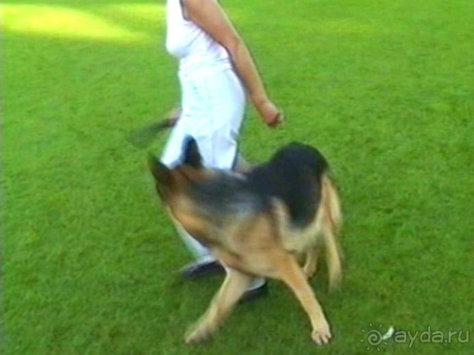 Поездка в Германию на автомобиле с немецкой овчаркой. Часть 8. Окончание Зигера