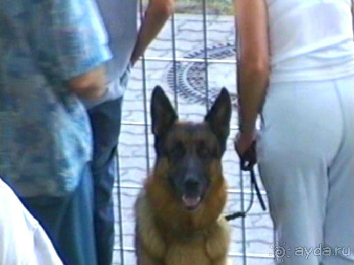 Поездка в Германию на автомобиле с немецкой овчаркой. Часть 8. Окончание Зигера