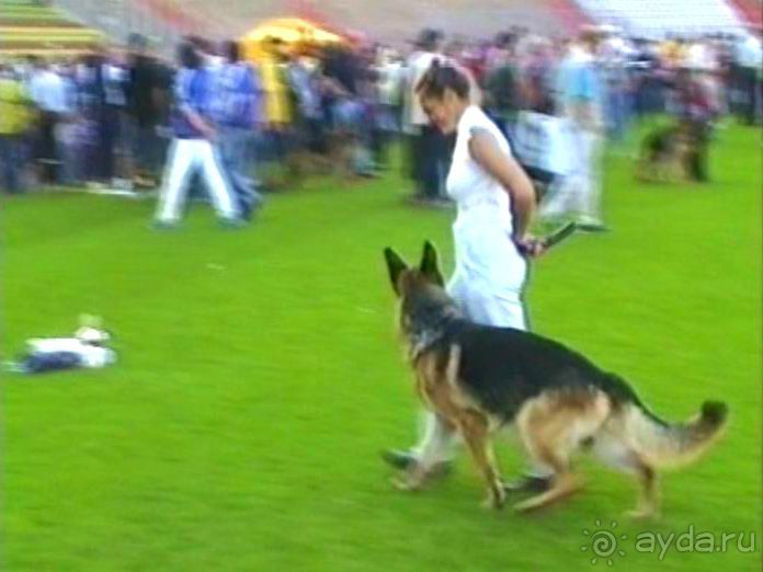 Поездка в Германию на автомобиле с немецкой овчаркой. Часть 8. Окончание Зигера