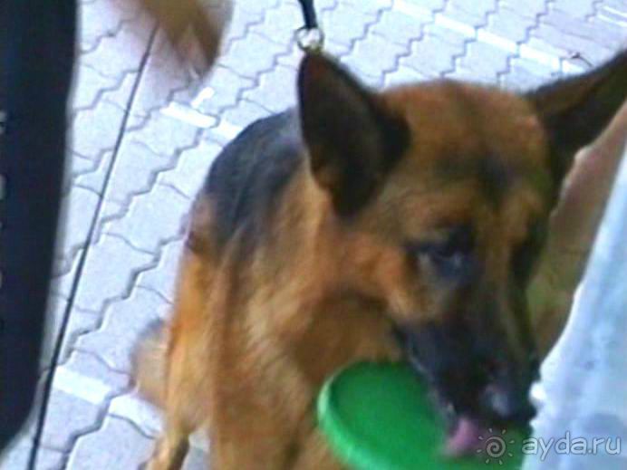 Поездка в Германию на автомобиле с немецкой овчаркой. Часть 8. Окончание Зигера