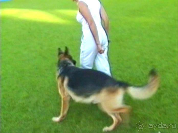 Поездка в Германию на автомобиле с немецкой овчаркой. Часть 8. Окончание Зигера