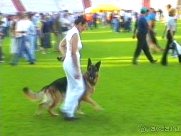 Поездка в Германию на автомобиле с немецкой овчаркой. Часть 8. Окончание Зигера