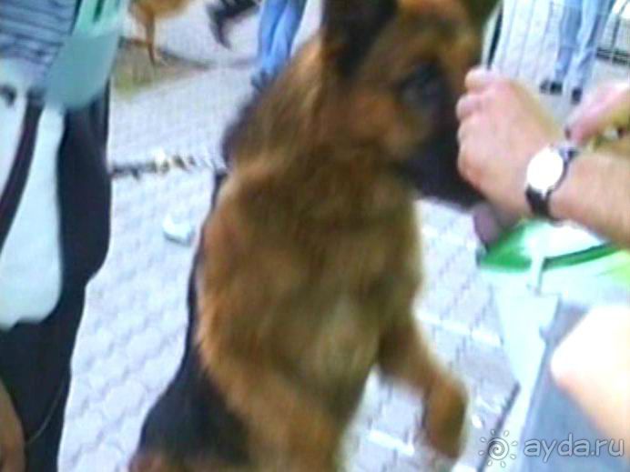 Поездка в Германию на автомобиле с немецкой овчаркой. Часть 8. Окончание Зигера