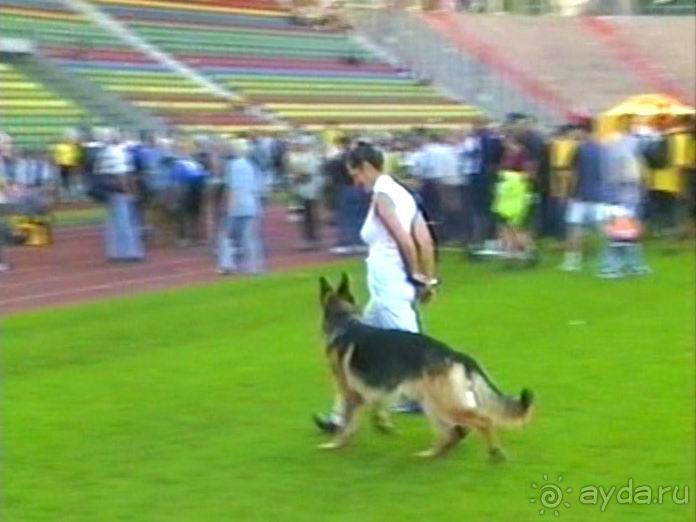 Поездка в Германию на автомобиле с немецкой овчаркой. Часть 8. Окончание Зигера