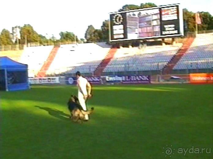 Поездка в Германию на автомобиле с немецкой овчаркой. Часть 8. Окончание Зигера