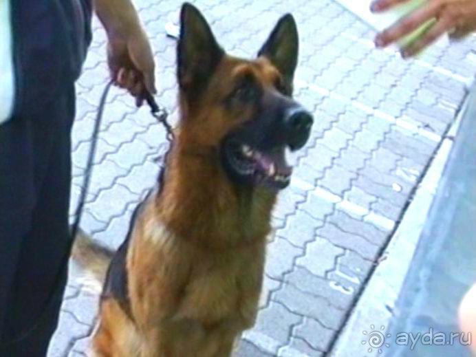 Поездка в Германию на автомобиле с немецкой овчаркой. Часть 8. Окончание Зигера