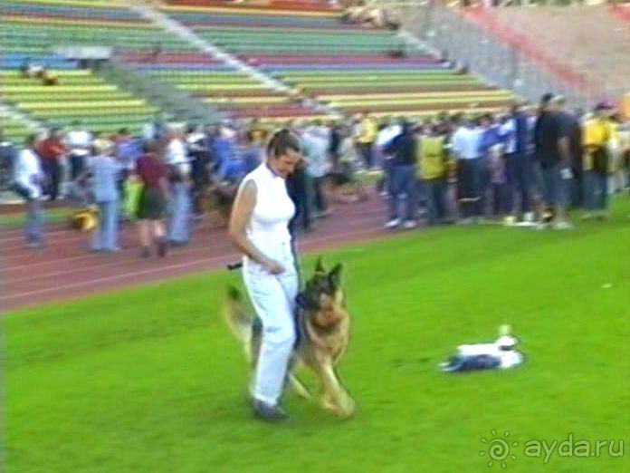 Поездка в Германию на автомобиле с немецкой овчаркой. Часть 8. Окончание Зигера