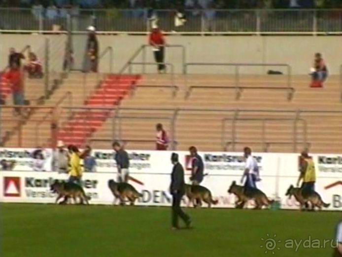 Поездка в Германию на автомобиле с немецкой овчаркой. Часть 8. Окончание Зигера