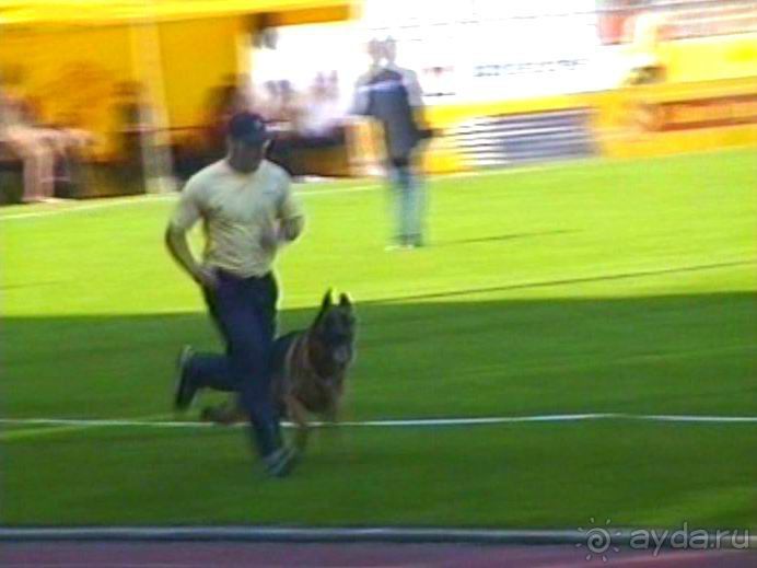 Поездка в Германию на автомобиле с немецкой овчаркой. Часть 8. Окончание Зигера