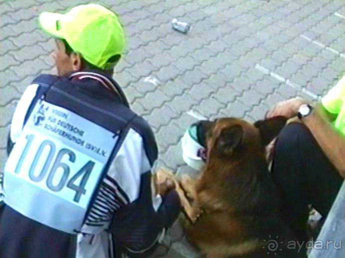 Поездка в Германию на автомобиле с немецкой овчаркой. Часть 8. Окончание Зигера