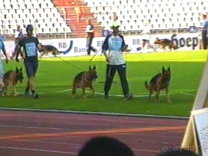 Поездка в Германию на автомобиле с немецкой овчаркой. Часть 8. Окончание Зигера
