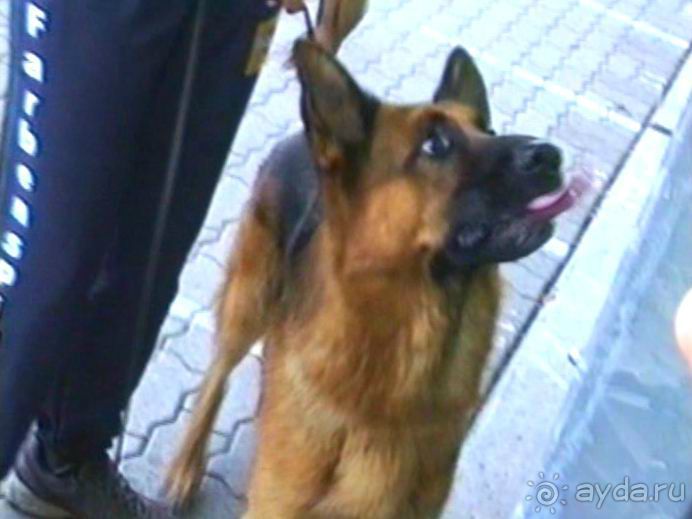 Поездка в Германию на автомобиле с немецкой овчаркой. Часть 8. Окончание Зигера