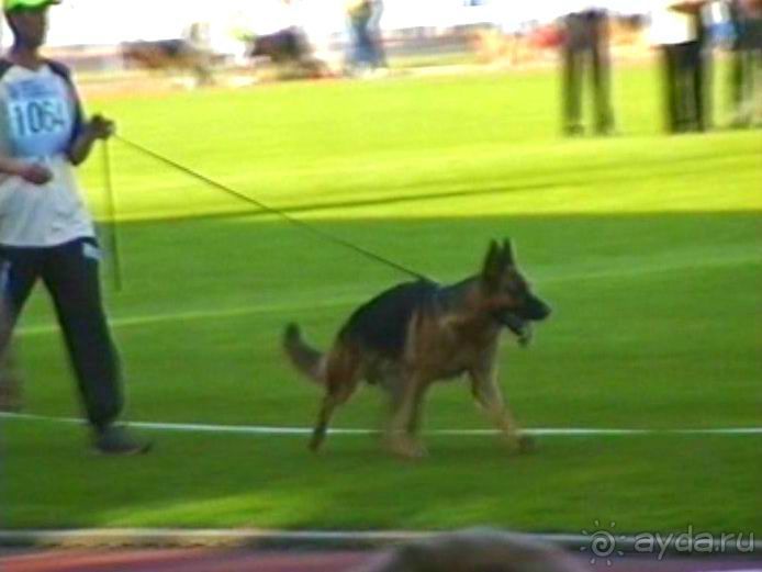 Поездка в Германию на автомобиле с немецкой овчаркой. Часть 8. Окончание Зигера