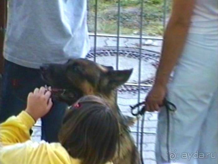 Поездка в Германию на автомобиле с немецкой овчаркой. Часть 8. Окончание Зигера