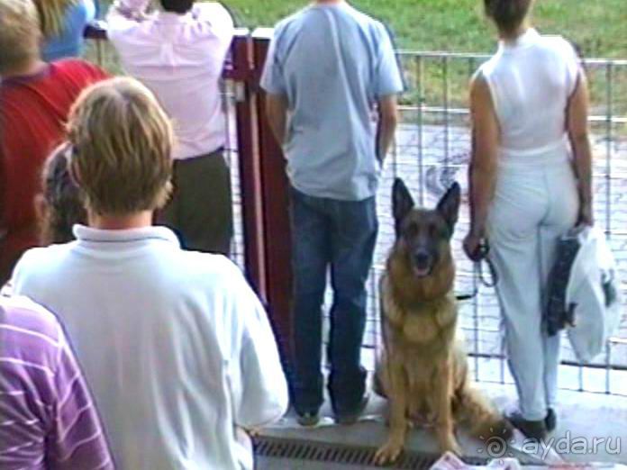 Поездка в Германию на автомобиле с немецкой овчаркой. Часть 8. Окончание Зигера