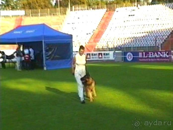 Поездка в Германию на автомобиле с немецкой овчаркой. Часть 8. Окончание Зигера