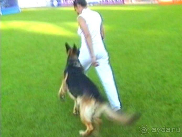 Поездка в Германию на автомобиле с немецкой овчаркой. Часть 8. Окончание Зигера