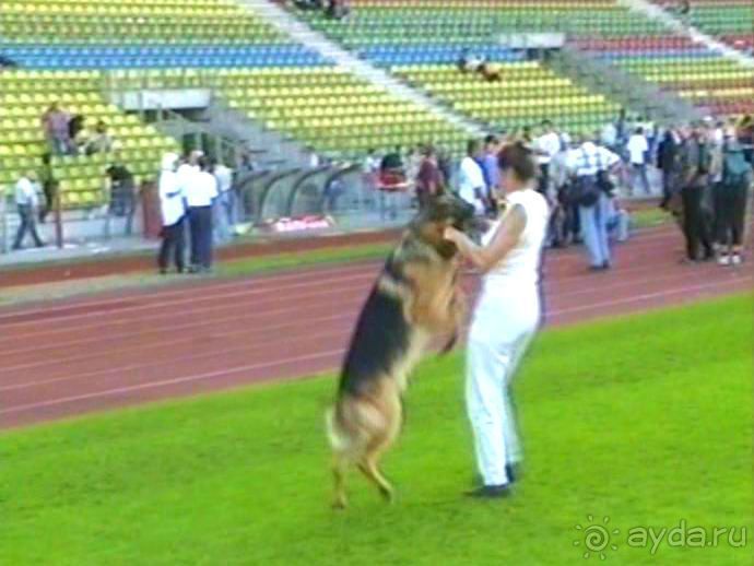 Поездка в Германию на автомобиле с немецкой овчаркой. Часть 8. Окончание Зигера
