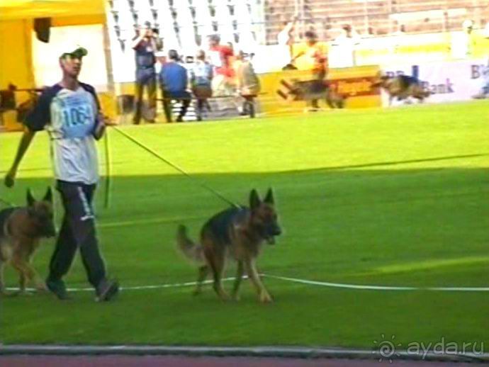 Поездка в Германию на автомобиле с немецкой овчаркой. Часть 8. Окончание Зигера